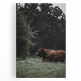 Rustic Cow in Meadow Wall Art – Farmhouse Animal Nature Decor Print