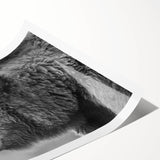 Black bear wall art design on a rolled print, showcasing intricate details and rich colors, perfect for wildlife enthusiasts seeking home decor.