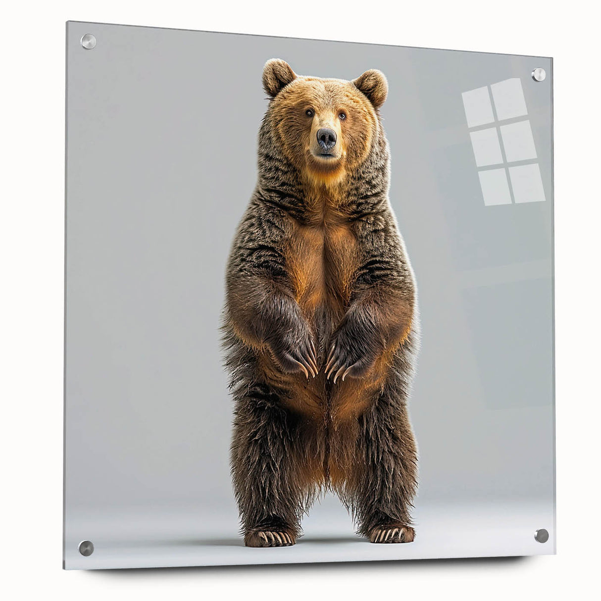 Black bear wall art design displayed in an acrylic glass frame, showcasing intricate details and vibrant colors, perfect for nature enthusiasts and home decor.