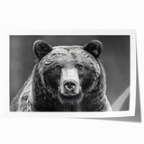 Black bear wall art print showcasing a detailed illustration of a majestic black bear on a natural background, perfect for nature lovers and home decor enthusiasts. This rolled print highlights the bear's features with rich colors and intricate design, ideal for adding a touch of wildlife charm to any space.