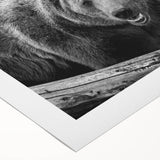 Black bear wall art design printed on rolled canvas, showcasing intricate details and natural colors, perfect for wildlife enthusiasts and home decor.