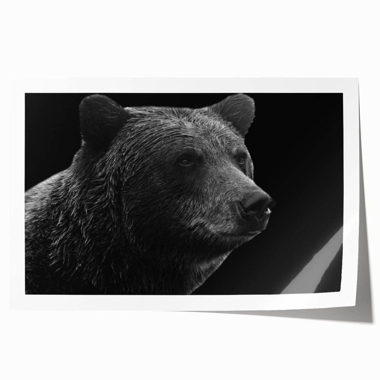 Black bear wall art print featuring an intricate design, showcasing detailed fur textures and naturalistic colors. Perfect for wildlife enthusiasts and home decor. This rolled print is ideal for framing in a living room or office space.