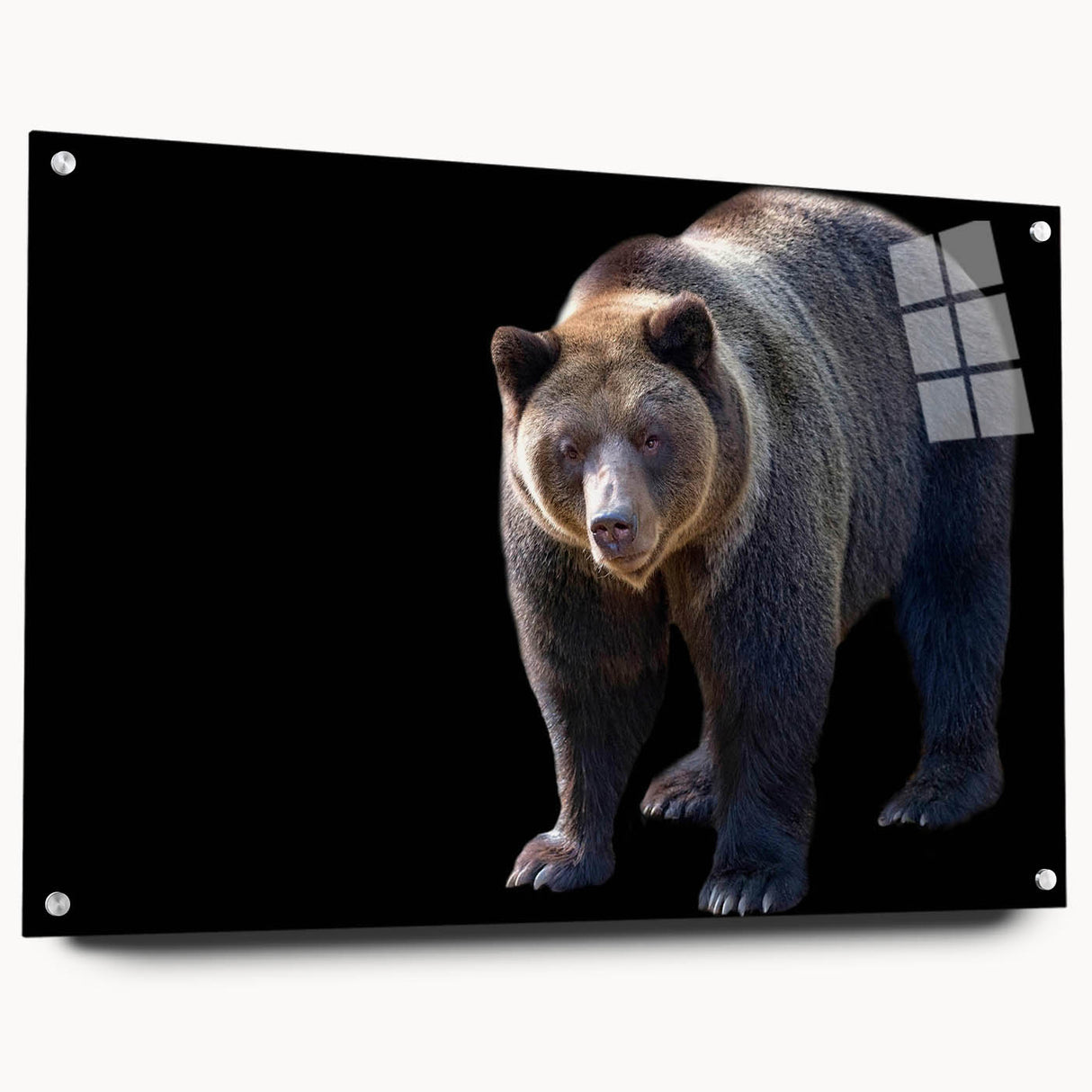 Black bear wall art design displayed in an acrylic glass frame, showcasing intricate details and vibrant colors. Ideal for nature enthusiasts and home decor.
