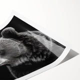 Black bear wall art print showcasing a striking design featuring a majestic black bear against a natural forest background, rolled for easy display and shipping.