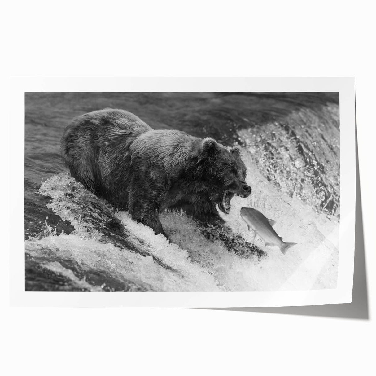 Black bear wall art print showcasing intricate design details, rolled and ready for display in a stylish home or office setting. Ideal for wildlife enthusiasts.