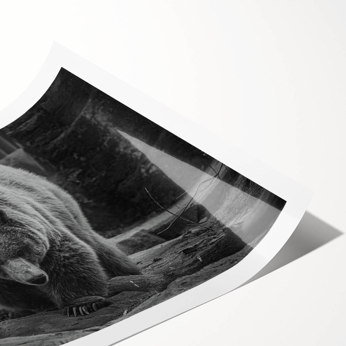 Black bear wall art design featuring intricate details and vibrant colors, printed on high-quality material, ideal for home decor and wildlife enthusiasts.