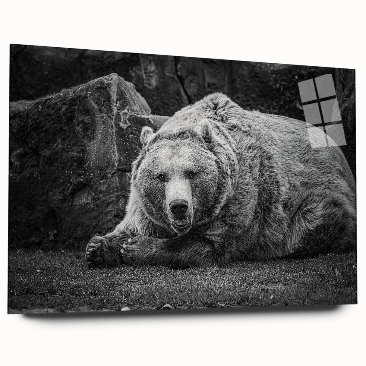 Black bear wall art design displayed in an acrylic frame, showcasing a side view of the artwork with intricate details and vibrant colors, perfect for nature-themed decor.