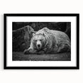 Black bear wall art design in a sleek black frame with a mat, showcasing a detailed illustration of a bear, ideal for nature-themed home decor.
