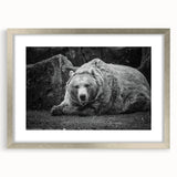 Black bear wall art design in a sleek silver frame with a mat, showcasing a detailed illustration of a bear, perfect for nature-themed decor. Ideal for wildlife enthusiasts and modern interiors.