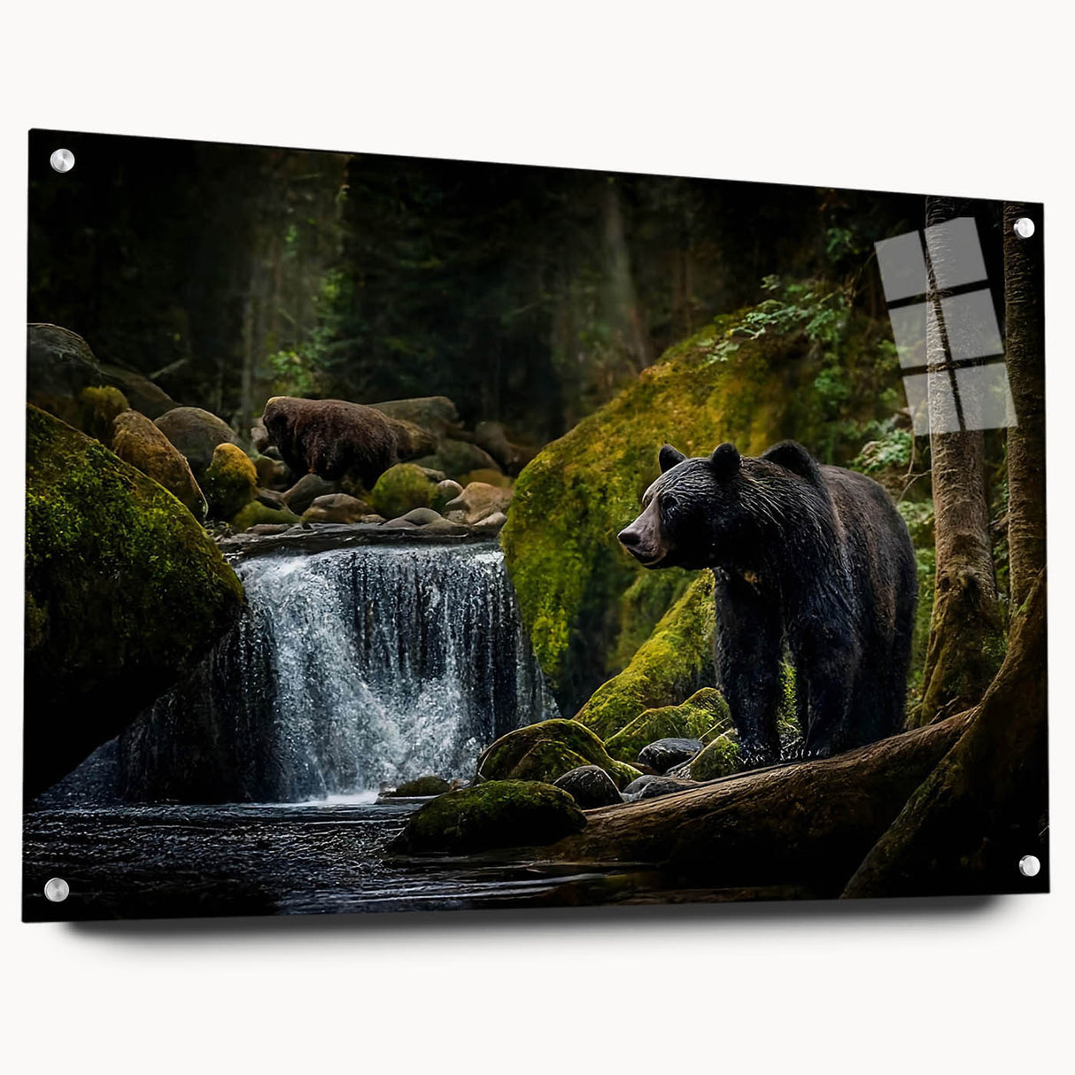 Black bear wall art design displayed in a sleek acrylic frame, showcasing detailed artwork with vibrant colors against a minimalist background; ideal for wildlife enthusiasts.