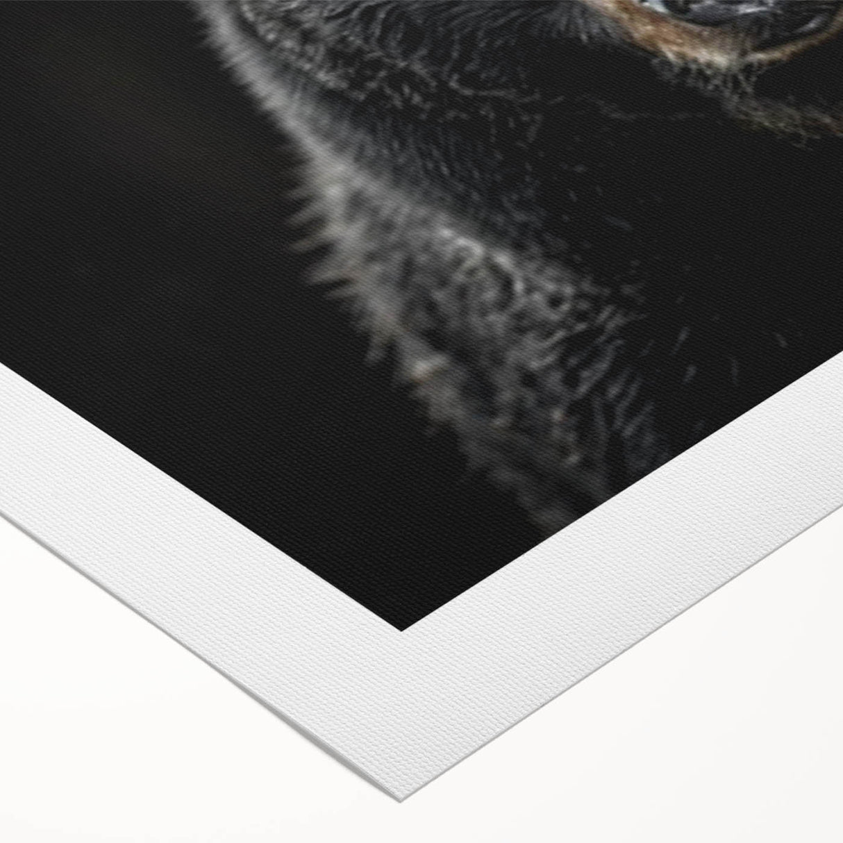 Black bear wall art design printed on rolled canvas, showcasing intricate details and natural colors, perfect for home decor or wildlife-themed interiors.