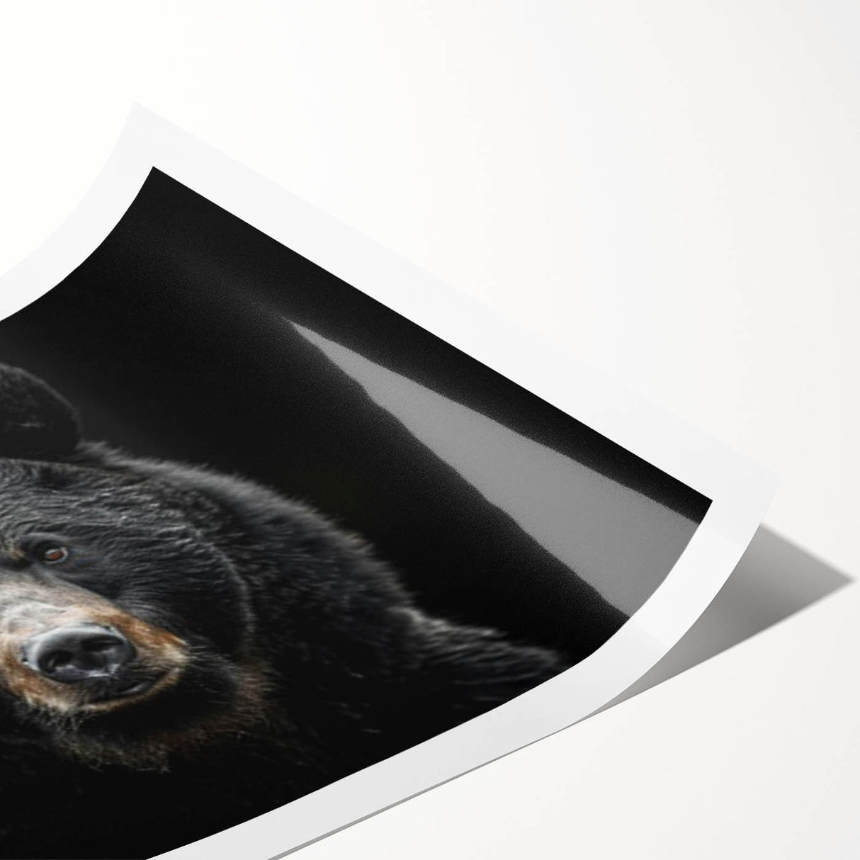 Black bear design wall art print showcasing a detailed illustration of a bear against a natural backdrop, rolled for easy shipping and display. Perfect for wildlife enthusiasts.