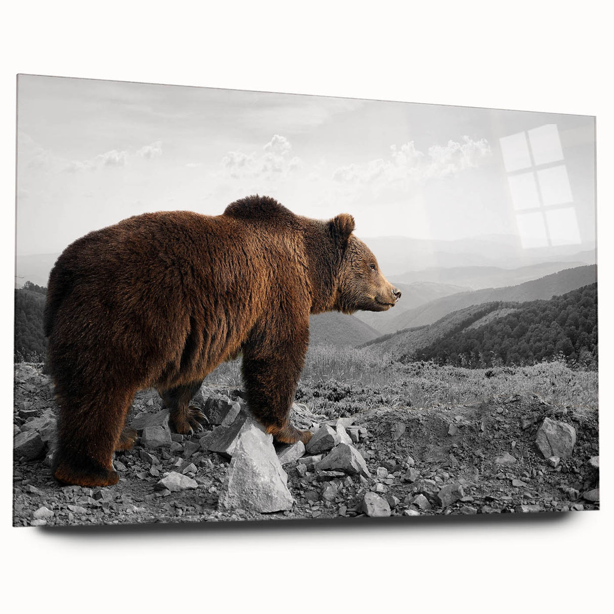 Brown bear wall art design showcased in a sleek acrylic frame, highlighting the detailed fur texture and realistic features, ideal for wildlife enthusiasts.