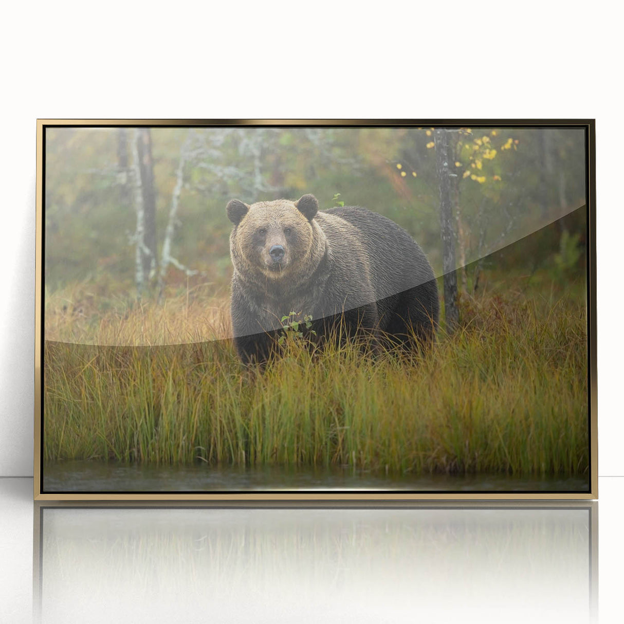 Framed wall art display featuring a brown bear design with a gold-accented acrylic front, ideal for wildlife enthusiasts and modern decor. The piece adds a touch of nature-inspired elegance to any room, showcasing intricate details and vibrant colors.