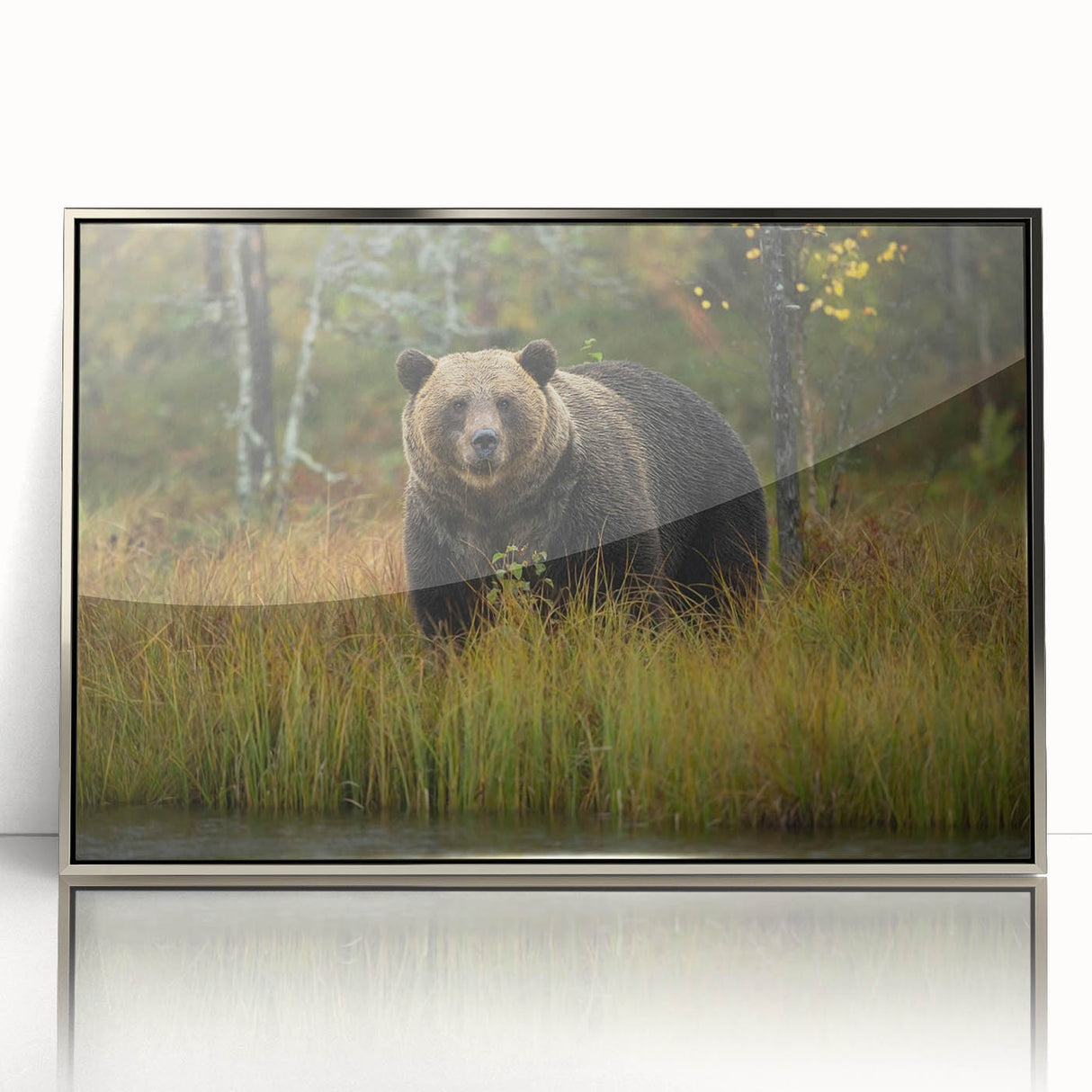 Framed acrylic wall art featuring a brown bear design with a silver frame, showcasing intricate details and a modern aesthetic, ideal for animal lovers and home decor enthusiasts.
