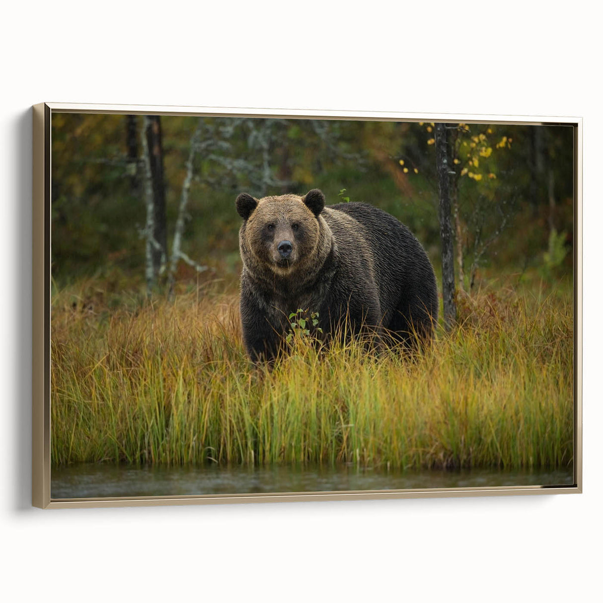 Framed wall art showcasing a brown bear design on canvas, featuring a gold frame and side view, perfect for nature-themed home decor. Ideal for animal lovers.