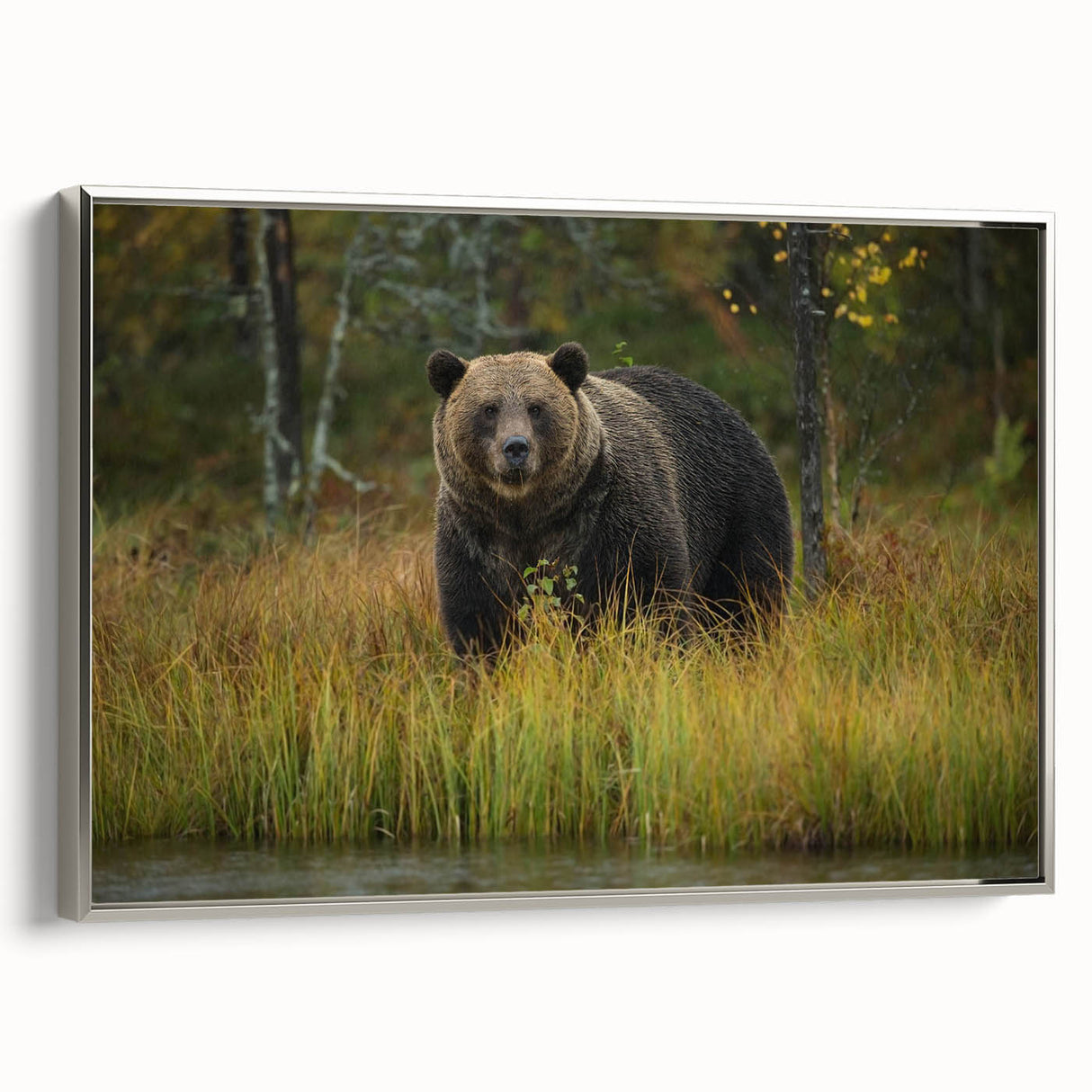 Framed canvas wall art featuring a brown bear design on a textured background, elegantly showcased with a silver frame, ideal for nature-themed decor.