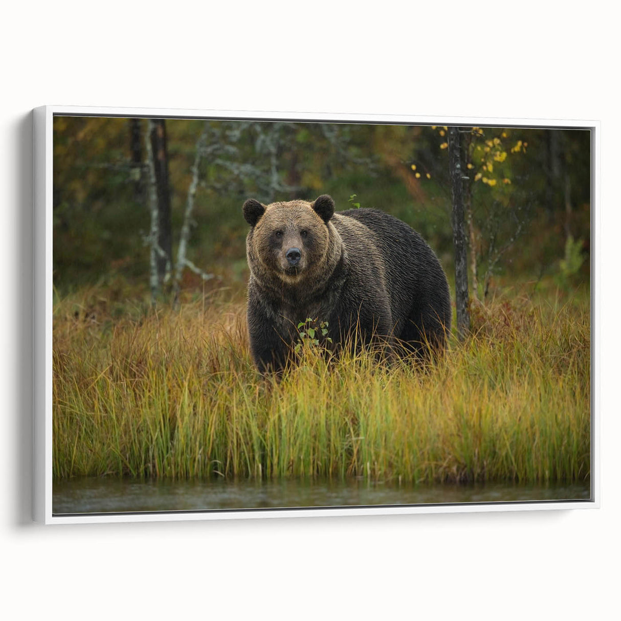 Framed canvas wall art depicting a minimalist brown bear design, showcasing elegant linework on a white background, ideal for cozy home decor.
