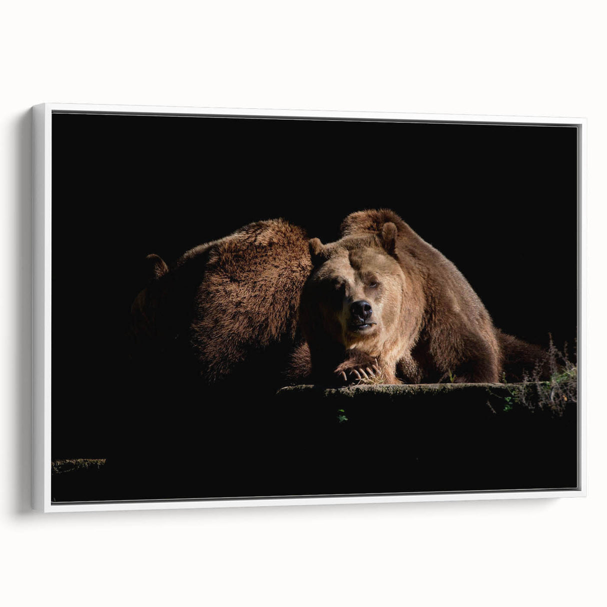 Framed canvas wall art collection showcasing a brown bear design with a white background, featuring a side view that highlights its intricate details and textures. Ideal for nature-themed decor or wildlife enthusiasts.