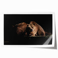 Brown bear wall art print on rolled canvas, showcasing detailed fur textures and natural colors, perfect for wildlife-themed decor. Ideal for home or office settings.