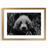 Framed wall art featuring a playful panda bear design with a gold mat, perfect for children's room decor. The piece showcases vibrant colors and whimsical details, enhancing any playful environment. Ideal for animal lovers and nursery themes.