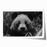Panda bear wall art print showcasing a whimsical design with vibrant colors, rolled and ready for framing, perfect for children's room decor or playful spaces.