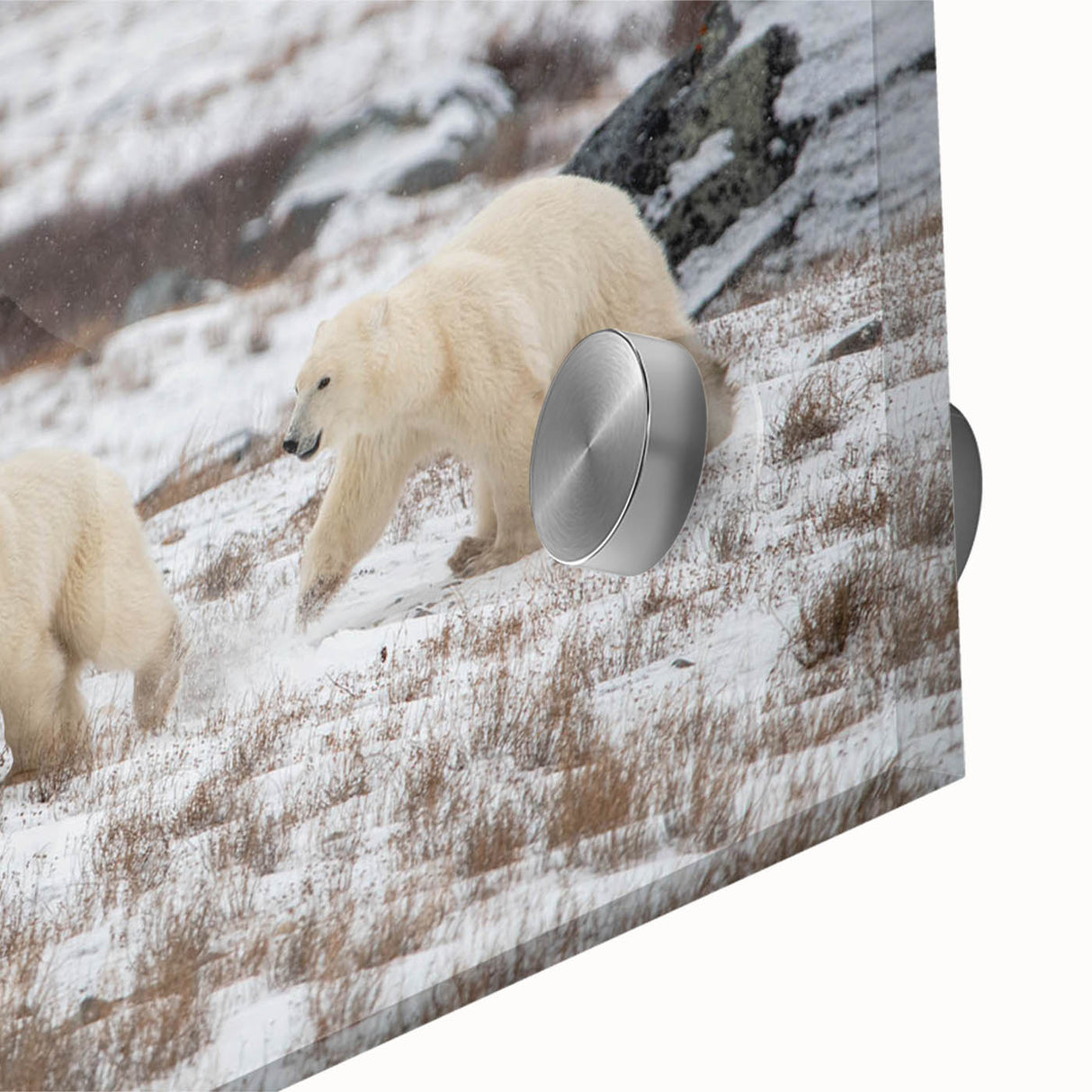 Close-up view of a polar bear wall art design printed on acrylic glass, showcasing intricate details and vibrant colors, perfect for nature-themed decor.