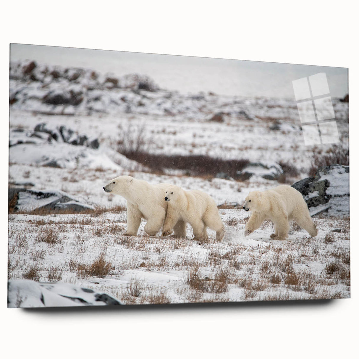 Polar bear wall art design displayed in a sleek acrylic glass frame, showcasing a side view of the striking artwork featuring vibrant colors and intricate details, perfect for modern home decor.