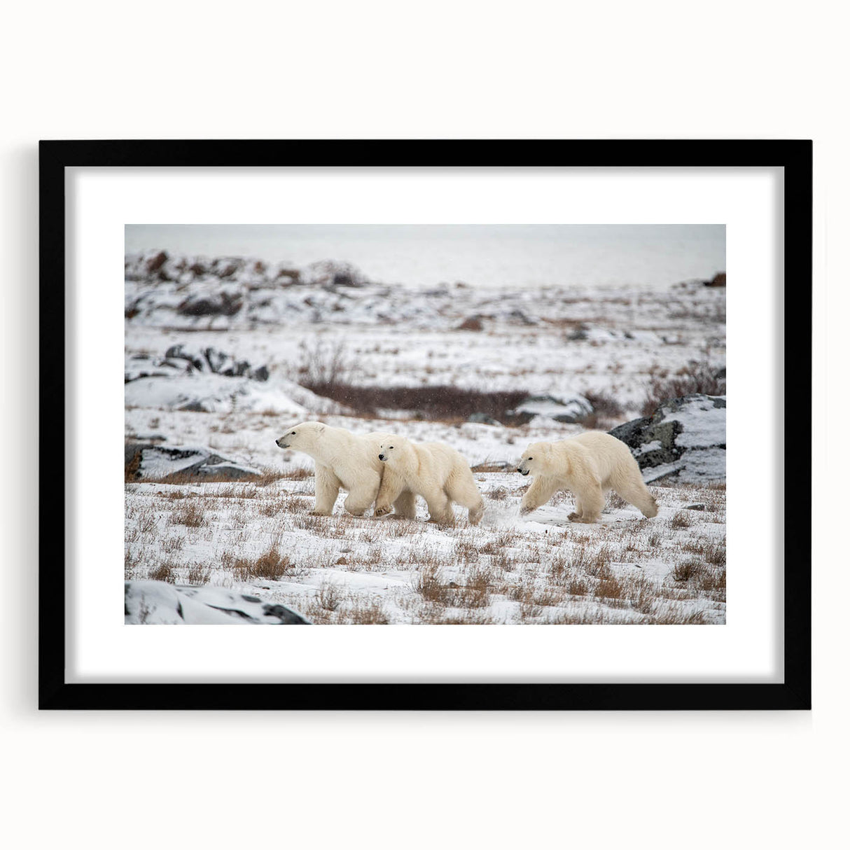Framed polar bear wall art in a sleek black frame with a white mat, showcasing a minimalist design perfect for modern home decor. Ideal for nature lovers.