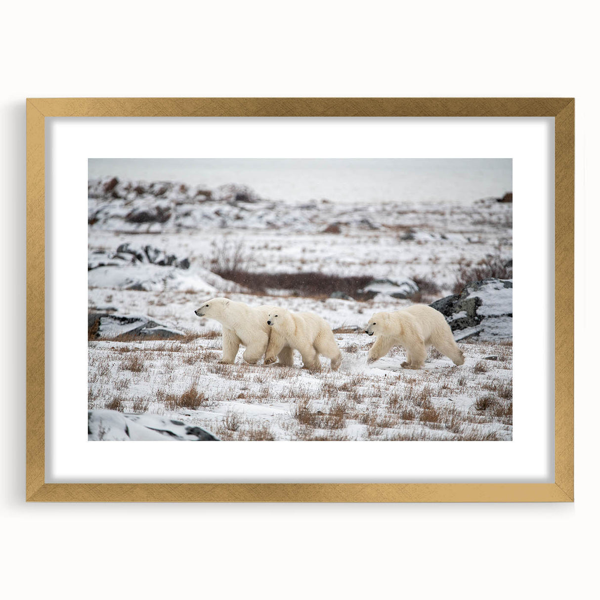 Framed polar bear wall art design in a gold frame with a mat, showcasing a serene Arctic scene, perfect for adding a touch of nature to home decor.