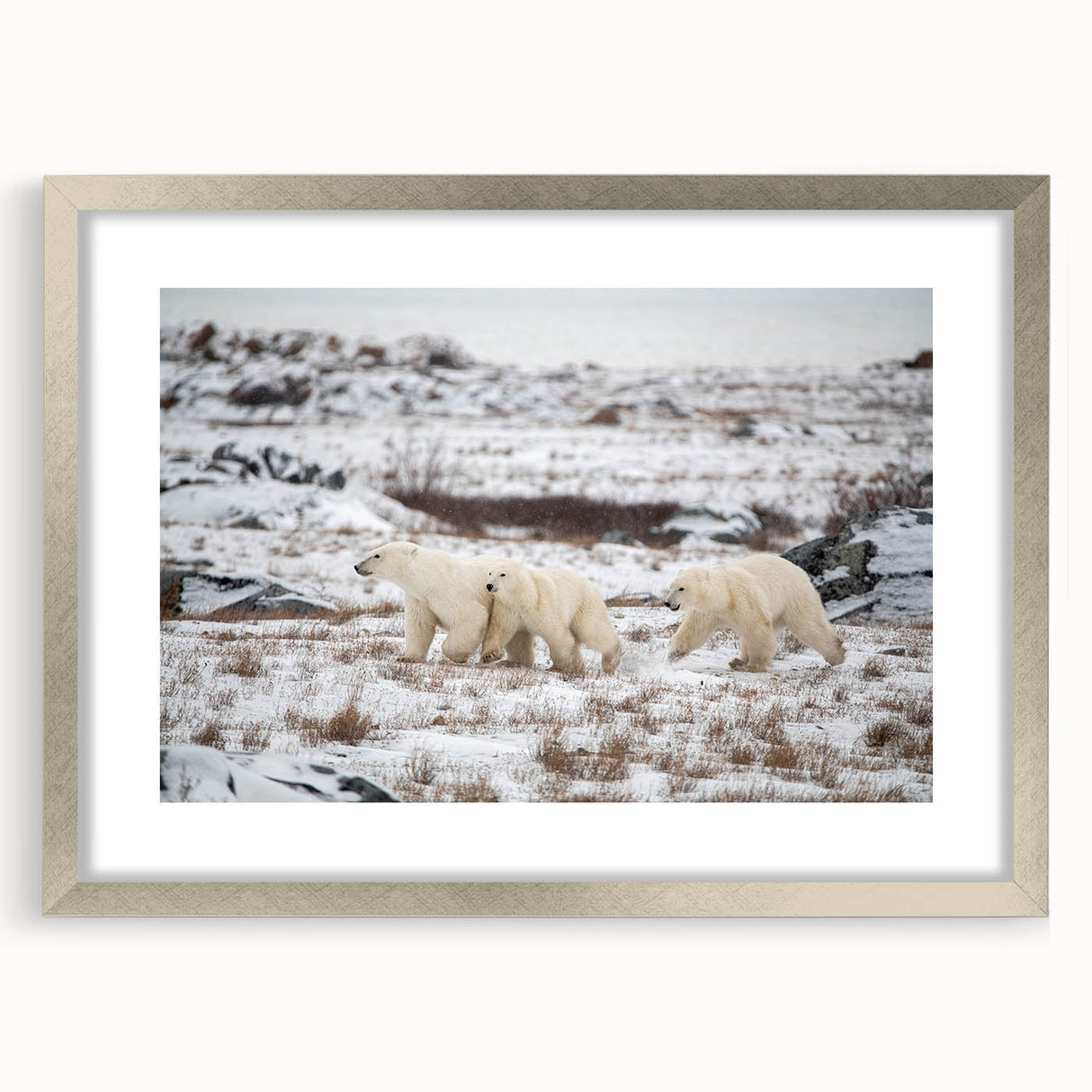 Framed wall art featuring a striking polar bear design in a silver frame with a mat, showcasing intricate details and a modern aesthetic, perfect for home decor.