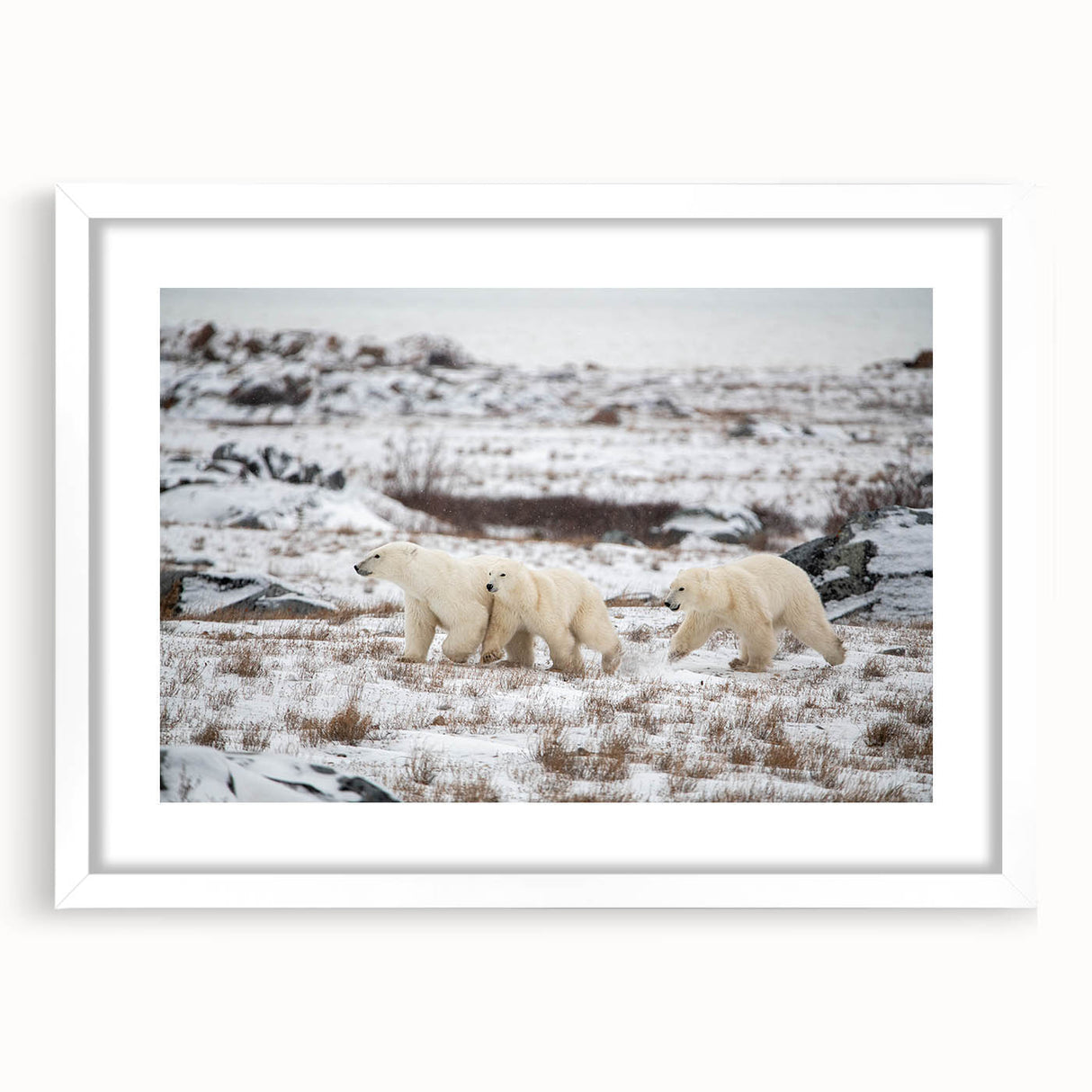 Framed polar bear wall art design showcasing a white mat and sleek frame, perfect for modern decor. Ideal for wildlife enthusiasts and nature lovers.