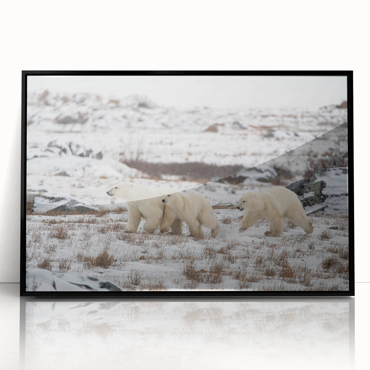 Framed wall art featuring a striking polar bear design in black acrylic frame, showcasing a modern aesthetic suitable for home decor, perfect for wildlife enthusiasts.