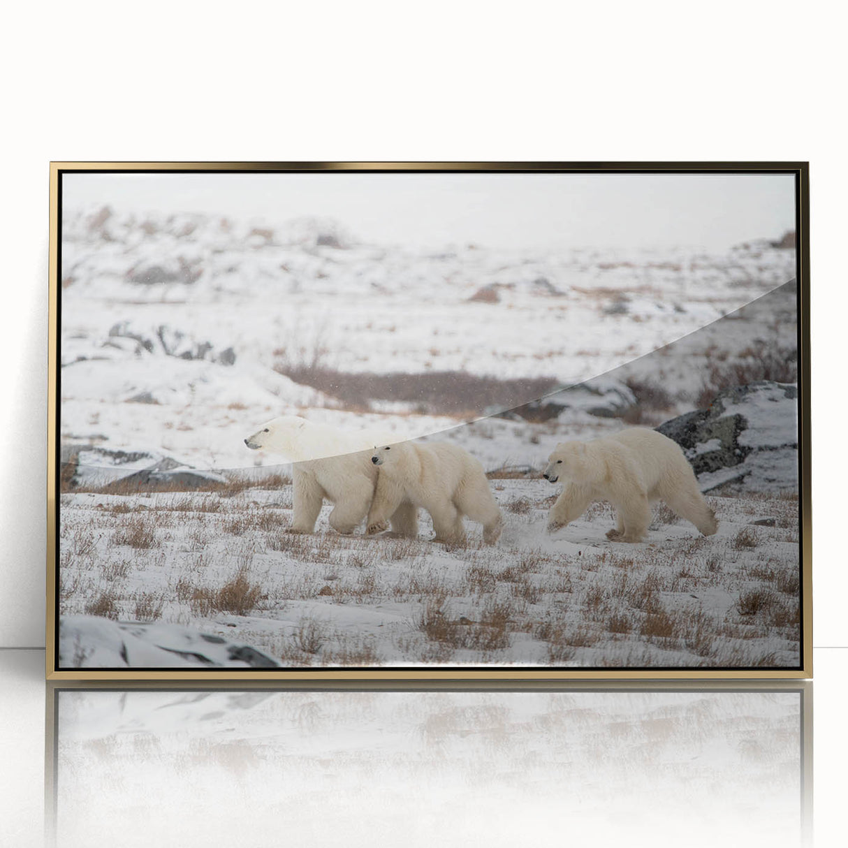 Framed wall art featuring a striking polar bear design in a gold-accented frame, perfect for adding a touch of nature-inspired elegance to home decor.