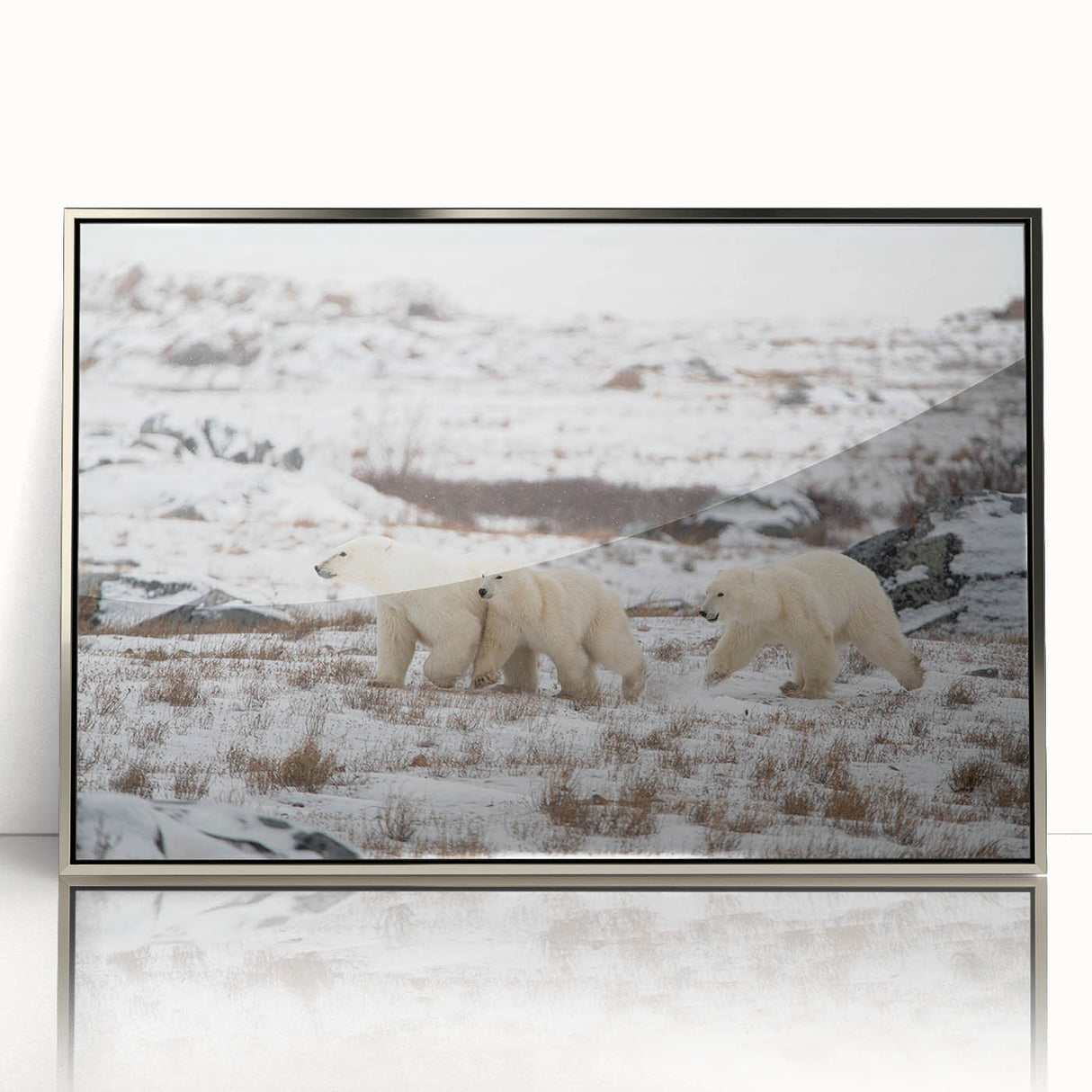 Framed wall art showcasing a striking polar bear design with a sleek silver acrylic finish, perfect for enhancing modern home decor and wildlife themes.