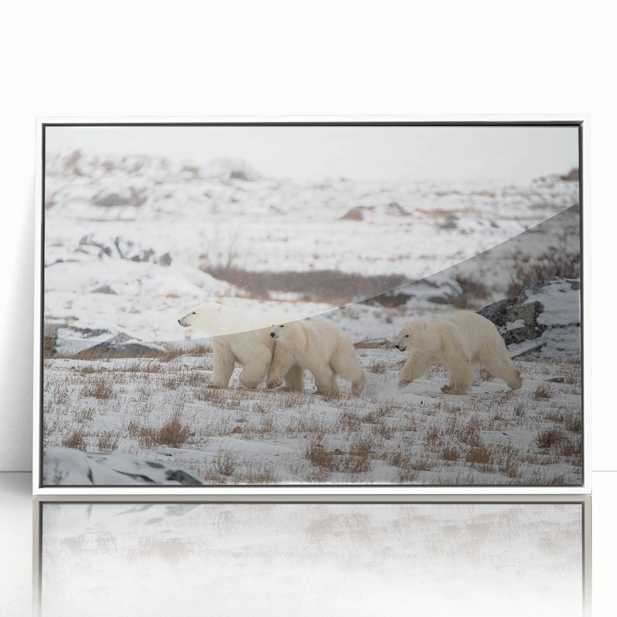 Framed acrylic wall art showcasing a striking polar bear design, set against a white background, ideal for modern home decor and wildlife enthusiasts.