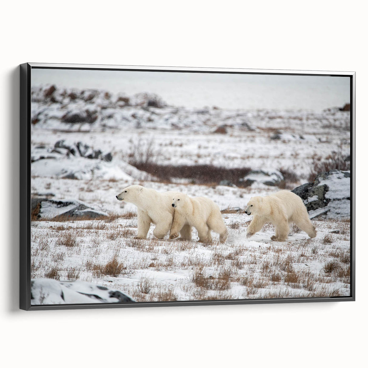 Framed canvas wall art featuring a polar bear design, showcasing a sleek black frame and side view, perfect for enhancing modern home decor.
