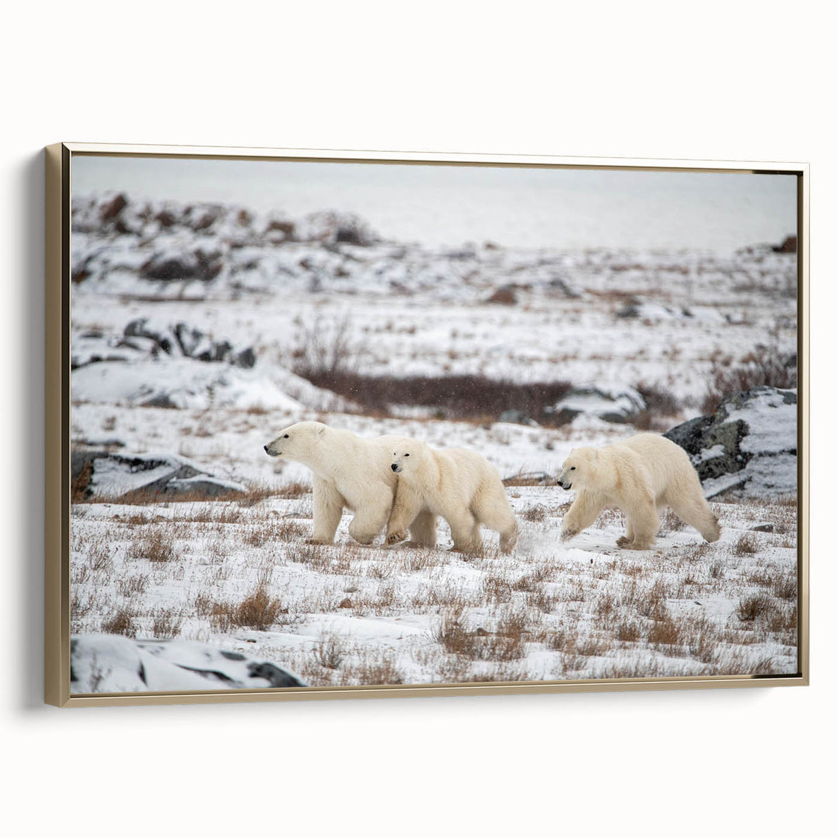 Framed wall art featuring a striking polar bear design on canvas, with a gold frame and side view showcasing its elegant finish, perfect for home decor.