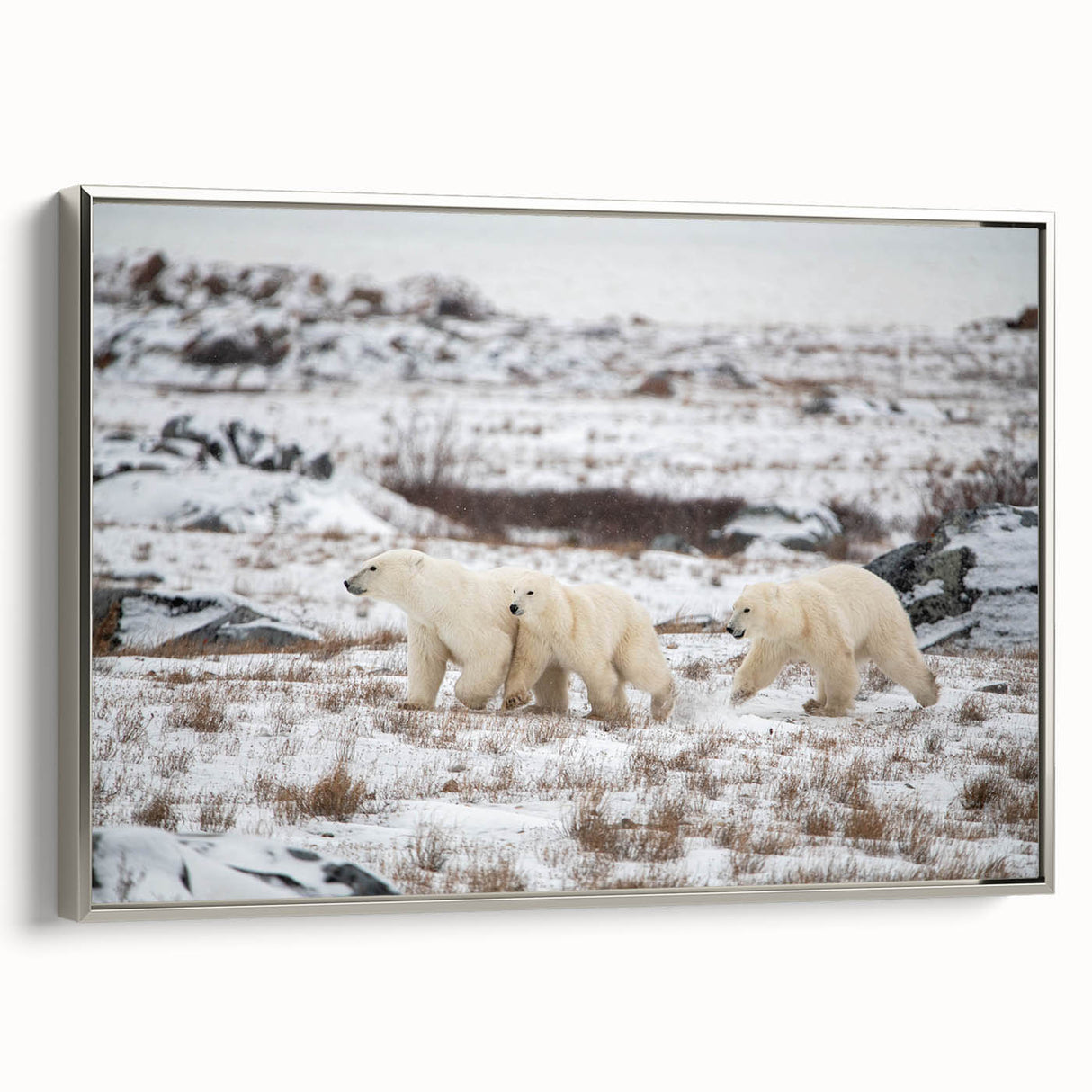Framed wall art showcasing a silver side view of a polar bear design on canvas, perfect for modern home decor or wildlife enthusiasts, adding an elegant touch to any space.