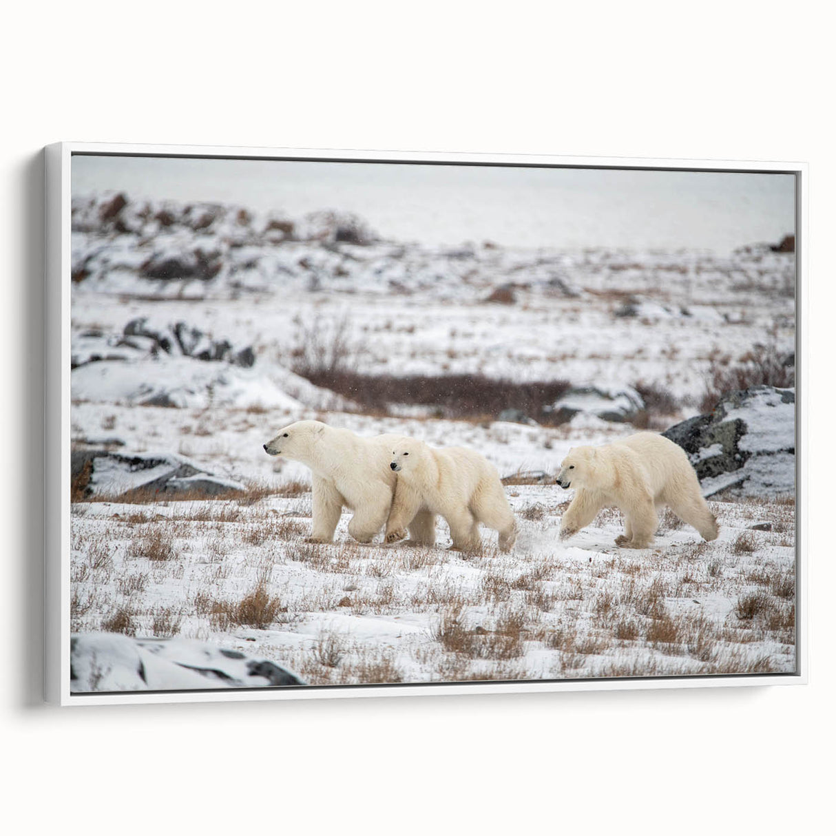 Framed wall art featuring a polar bear design on a white canvas, showcasing intricate details and vibrant colors, ideal for wildlife enthusiasts and modern decor.