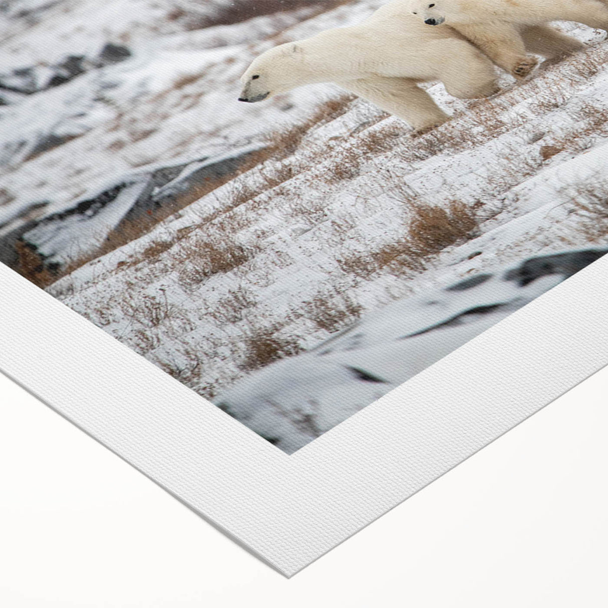Polar bear wall art design printed on rolled canvas, showcasing a striking depiction of a polar bear in its natural habitat, ideal for wildlife enthusiasts and home decor.