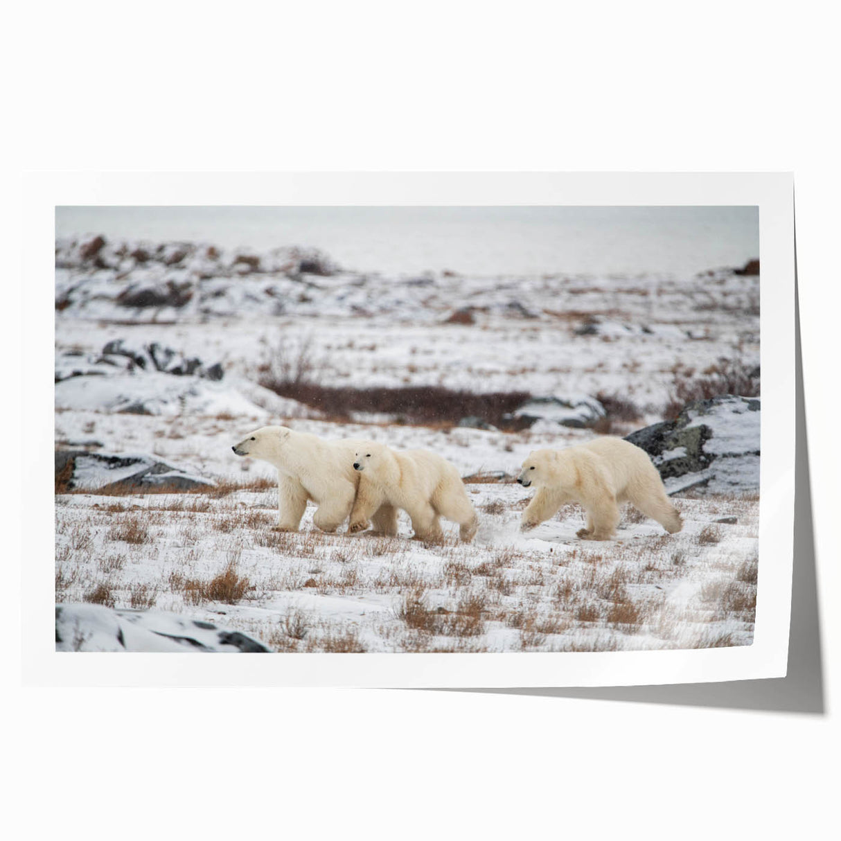Polar bear wall art print showcasing a vibrant and detailed illustration of a majestic polar bear in its natural habitat, perfect for enhancing home decor.