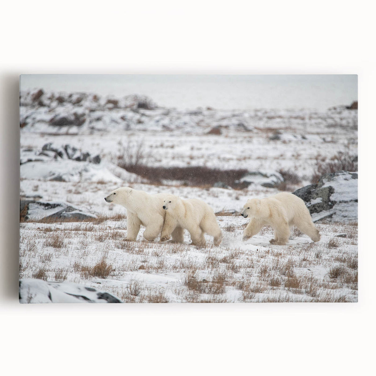 Stretched canvas wall art featuring a striking polar bear design in a snowy landscape, showcasing intricate details and vibrant colors, perfect for wildlife enthusiasts.