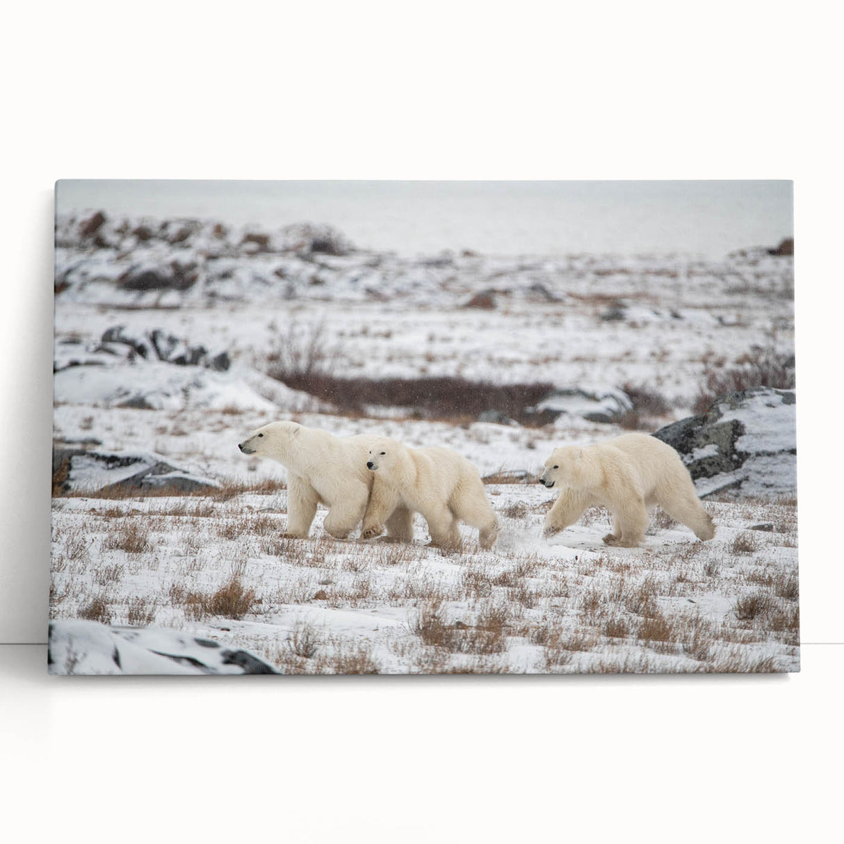 Stylish stretched canvas wall art featuring a polar bear design, showcasing vibrant colors and intricate details, perfect for enhancing modern home decor.