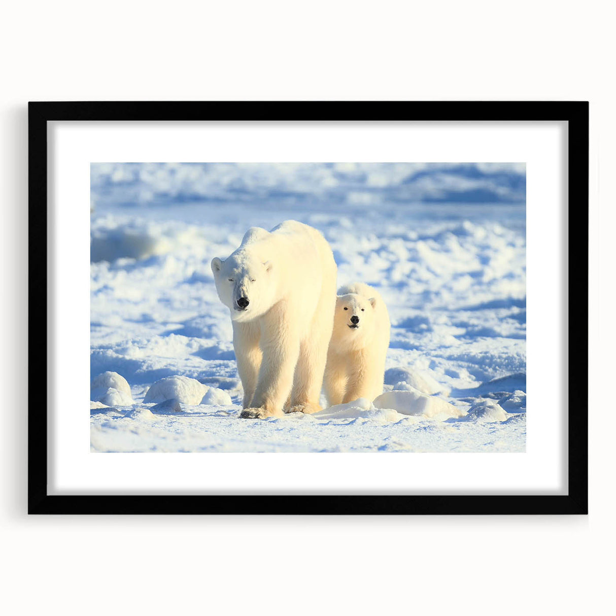 Polar bear wall art design in a sleek black frame with matting, showcasing a striking front view of the artwork, perfect for modern home decor. Ideal for wildlife enthusiasts and interior design.