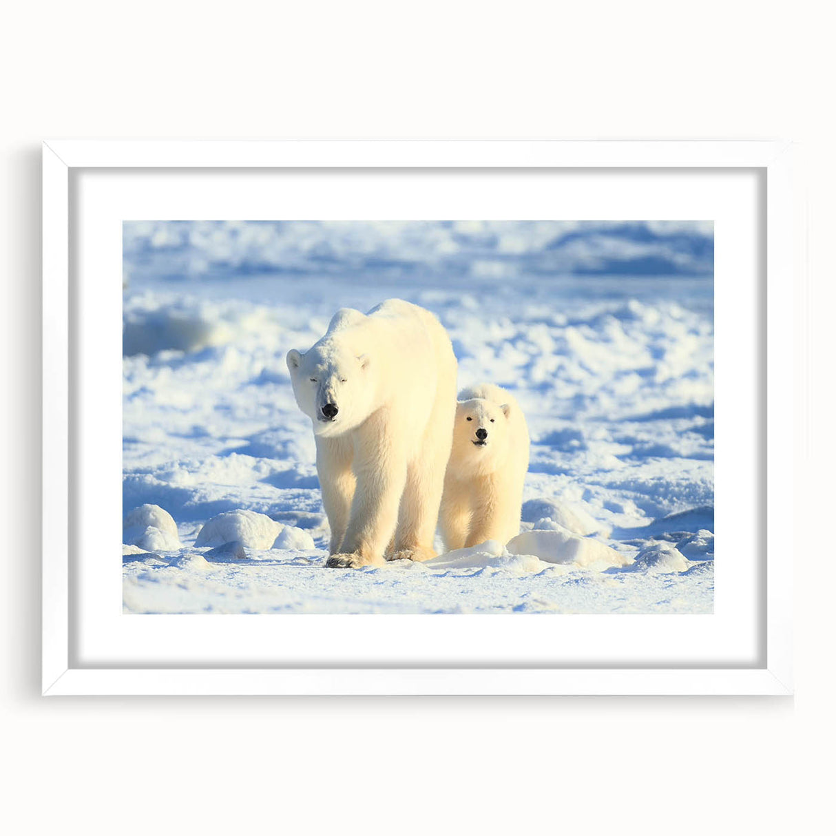 Polar bear wall art design framed with a white mat, showcasing a striking front view of the bear in a natural setting, ideal for home decor enthusiasts.