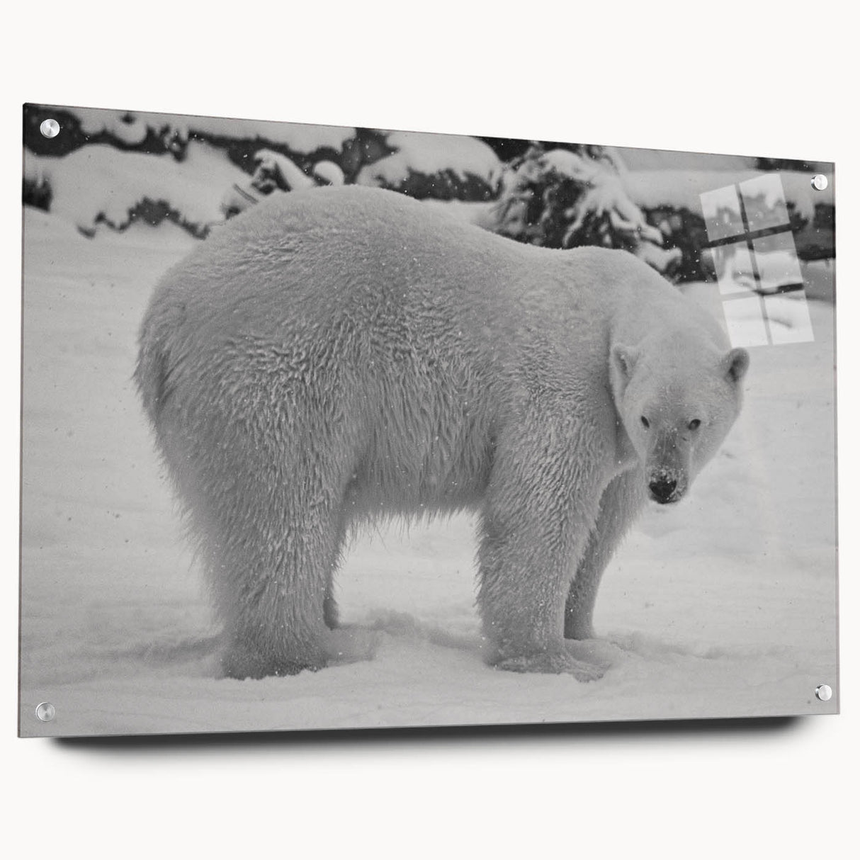 Acrylic glass wall art featuring a polar bear design, showcasing vibrant colors and intricate details, framed with pins for stylish display in modern decor.