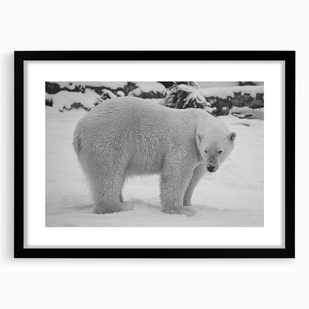 Framed polar bear wall art design showcasing a black mat and sleek frame, perfect for adding a touch of nature-inspired decor to any room. Ideal for wildlife enthusiasts.