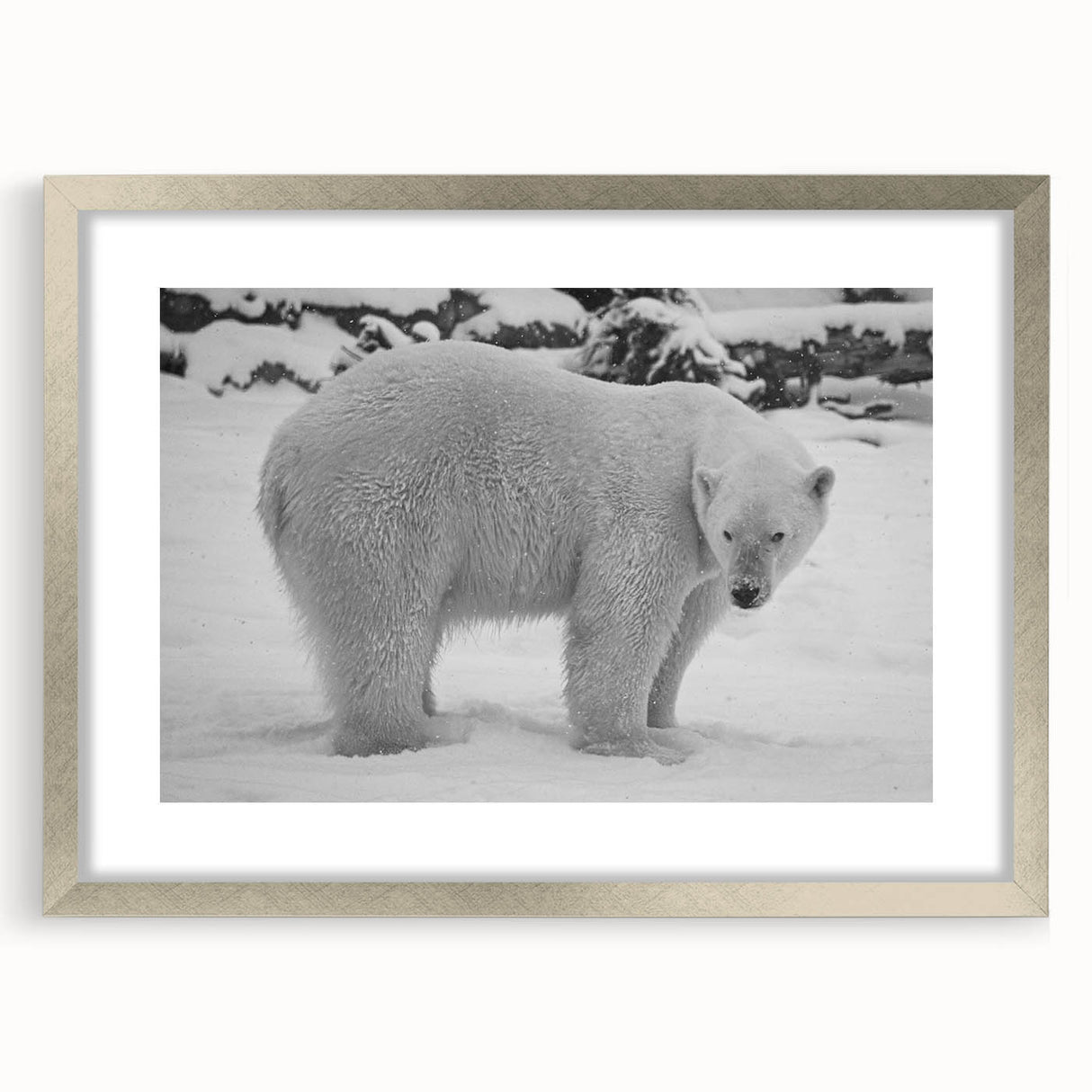 Elegant polar bear wall art framed with a silver mat, showcasing a striking front view design perfect for modern home decor. Ideal for wildlife enthusiasts.