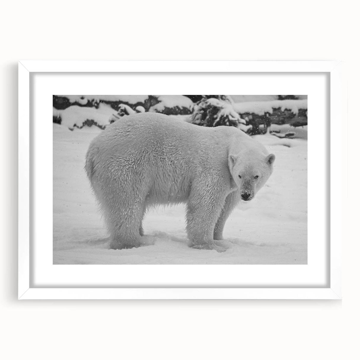 Polar bear wall art design displayed in a white frame with matting, showcasing a detailed illustration of a polar bear, perfect for modern home decor.